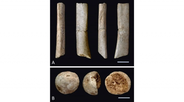 「牛川人」の上腕骨（A）と大腿骨頭（B）と見なされた化石（スケールは20mm）